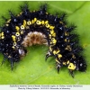 euphydryas maturna kuban larva2